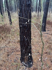 Dendroctonus terebrans