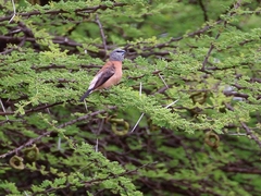 Spermestes griseicapilla