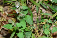Lepidagathis fasciculata