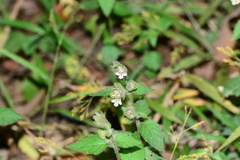 Lepidagathis fasciculata