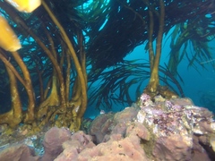 Lessonia trabeculata