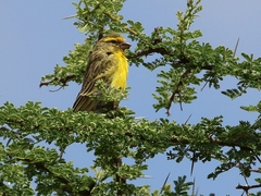 Crithagra dorsostriata