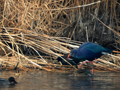 Porphyrio poliocephalus