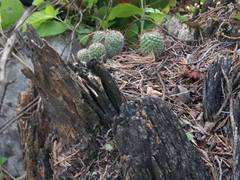 Mammillaria orcuttii