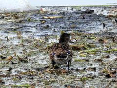 Anas platyrhynchos