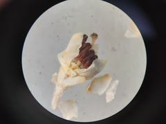 Erica pseudocalycina