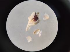 Erica pseudocalycina