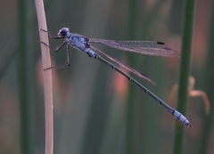 Lestes macrostigma
