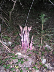 Orobanche laxissima