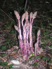 Orobanche laxissima