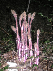 Orobanche laxissima