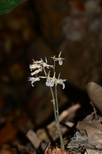 Epipogium roseum (D.Don) Lindl.