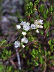 Polygonum dentoceras