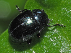 Phaedon cochleariae