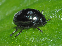 Phaedon cochleariae