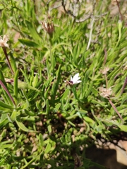 Dimorphotheca acutifolia