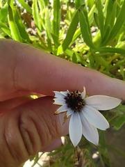 Dimorphotheca acutifolia