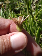 Dimorphotheca acutifolia