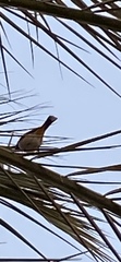 Pycnonotus