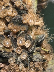 Brachidontes