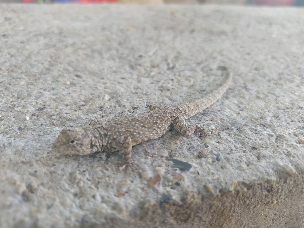 Gadow's Tree Lizard