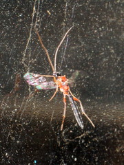 Tryphoninae