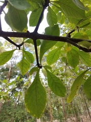 Randia nicaraguensis
