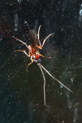 Tryphoninae