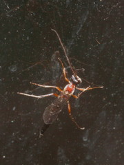 Tryphoninae