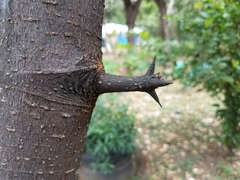 Randia nicaraguensis