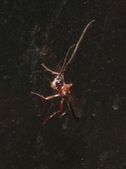 Tryphoninae