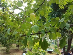 Randia nicaraguensis
