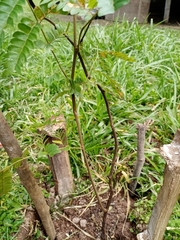Cenostigma pluviosum peltophoroides
