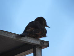 Hirundinea ferruginea