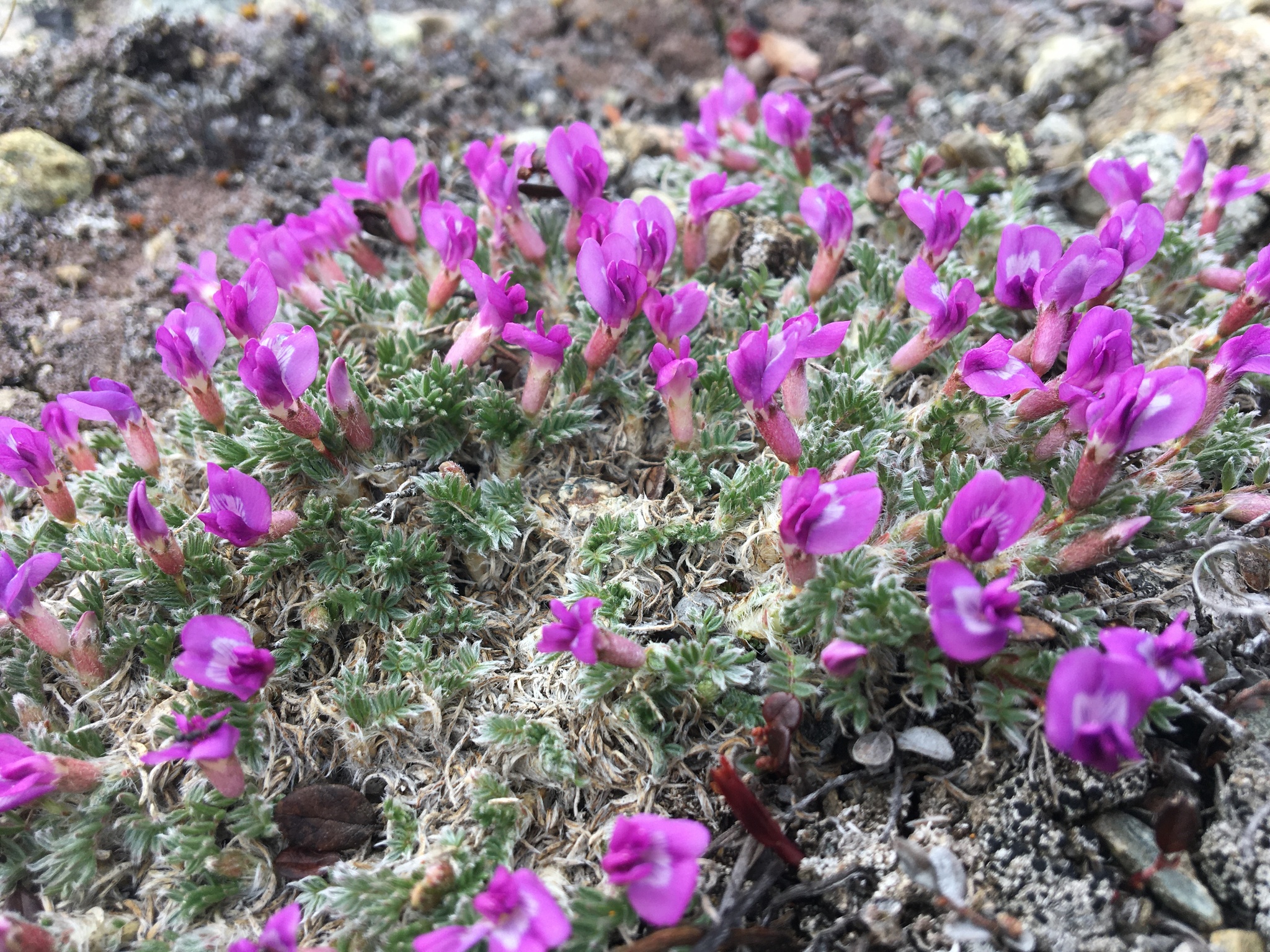 Oxytropis nigrescens