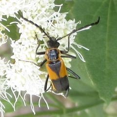 Chauliognathus deceptus