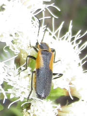 Chauliognathus deceptus
