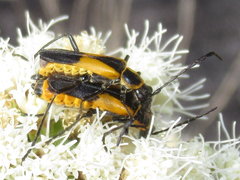 Chauliognathus deceptus