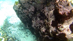 Scartichthys viridis