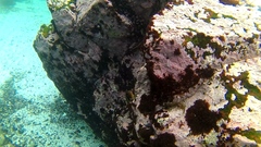 Scartichthys viridis