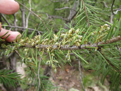 Arceuthobium douglasii
