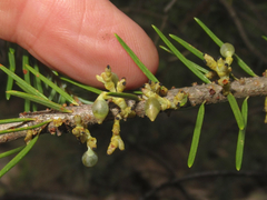 Arceuthobium douglasii