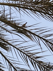 Pycnonotus