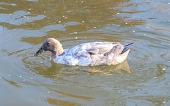Anas platyrhynchos domesticus