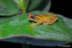 Dendropsophus werneri