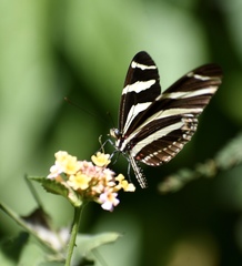 Heliconius charithonia ramsdeni
