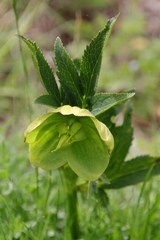 Helleborus bocconei