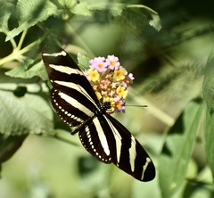Heliconius charithonia ramsdeni