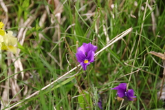 Viola eugeniae