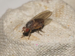 Pseudolyciella
